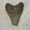 Megalodon Tooth, South Carolina, 3.75 inch Prehistoric Online