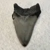 Megalodon Tooth South Carolina 4.00 inch Prehistoric Online
