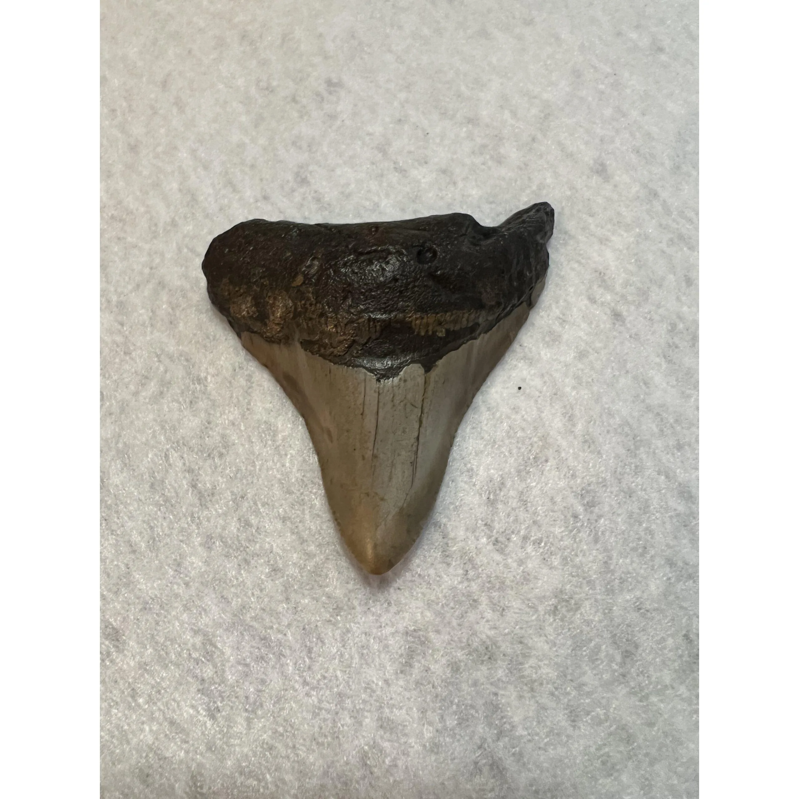 Megalodon Tooth South Carolina 3.20 inch Prehistoric Online