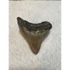Megalodon Tooth South Carolina 3.20 inch Prehistoric Online