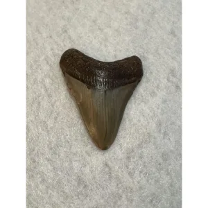 Megalodon Tooth South Carolina 2.25 inch Prehistoric Online