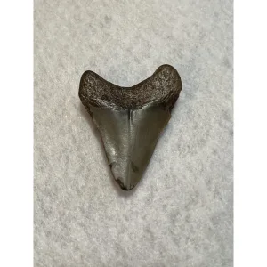 Megalodon Tooth South Carolina 2.25 inch Prehistoric Online