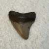 Megalodon Tooth South Carolina 2.42 inch Prehistoric Online