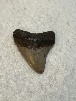 Megalodon Tooth South Carolina 2.42 inch Prehistoric Online