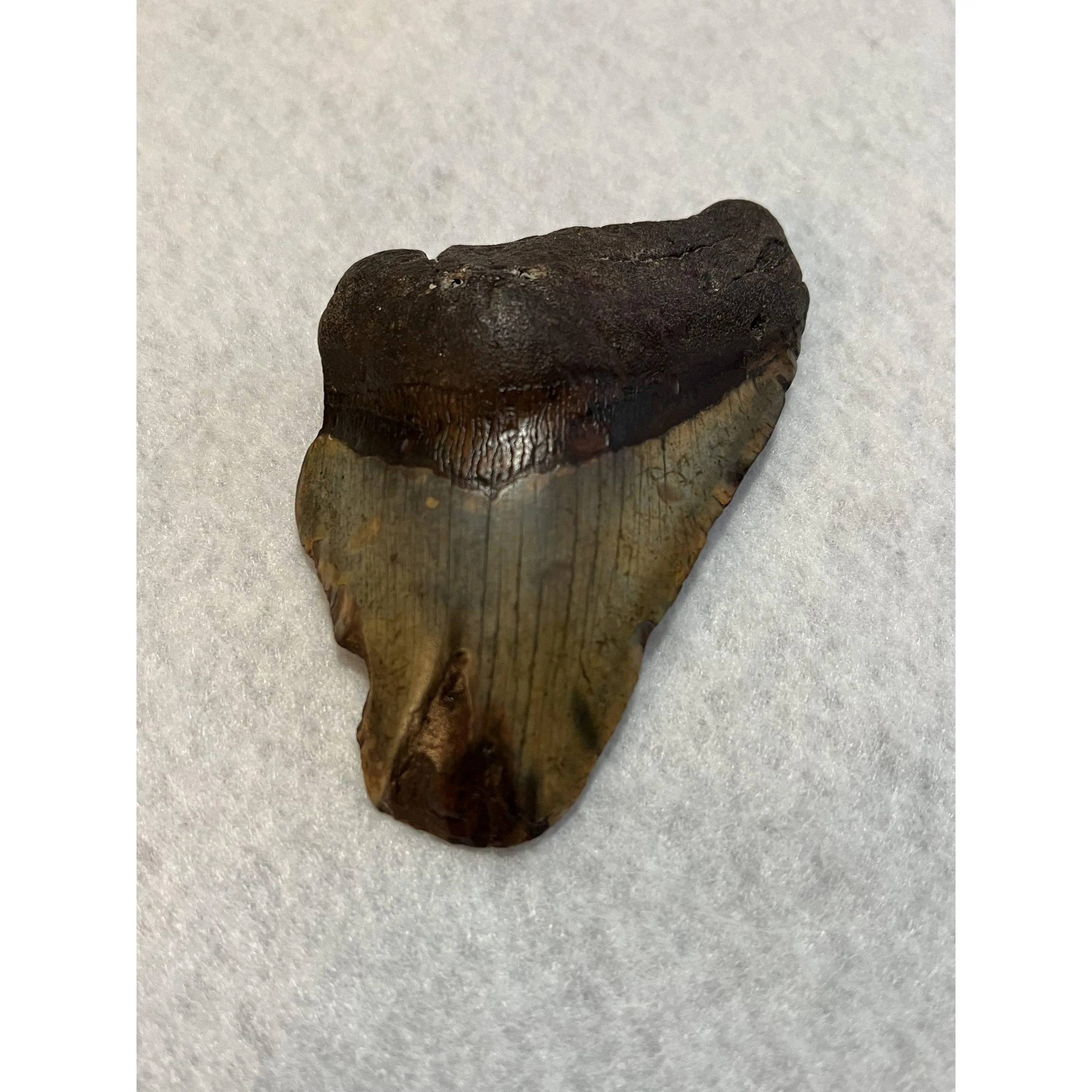 Megalodon Partial Tooth, South Carolina, 4.60 inch Prehistoric Online