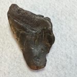 Megalodon Partial Tooth, South Carolina, 4.60 inch Prehistoric Online