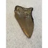 Megalodon Partial Tooth  South Carolina 4.50 inch Prehistoric Online