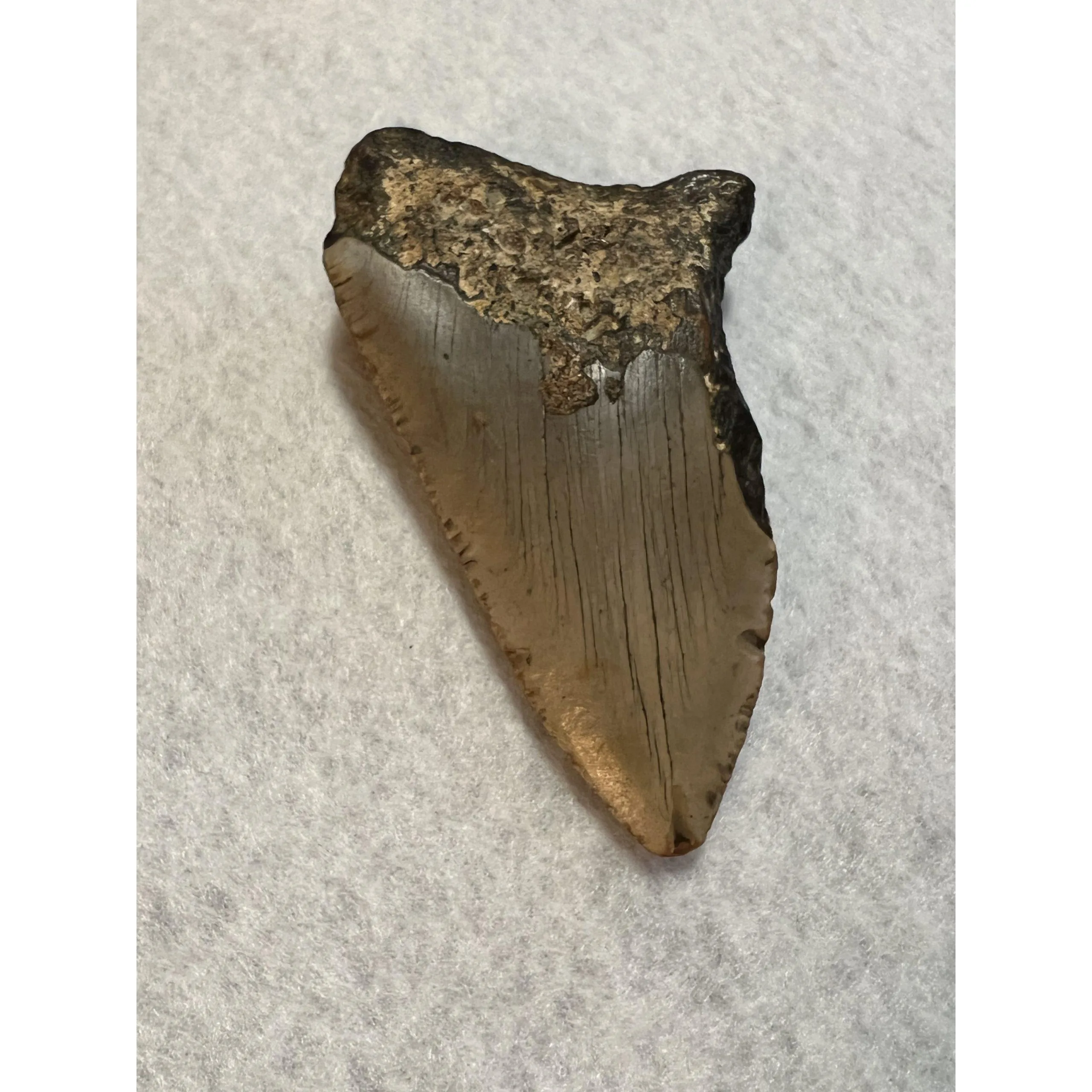 Megalodon Partial Tooth  South Carolina 4.50 inch Prehistoric Online