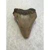 Megalodon Tooth South Carolina 3.05 inch Prehistoric Online