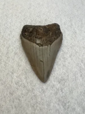 Megalodon Tooth South Carolina 3.75 inch Prehistoric Online