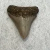 Megalodon Tooth South Carolina 2.75 inch Prehistoric Online