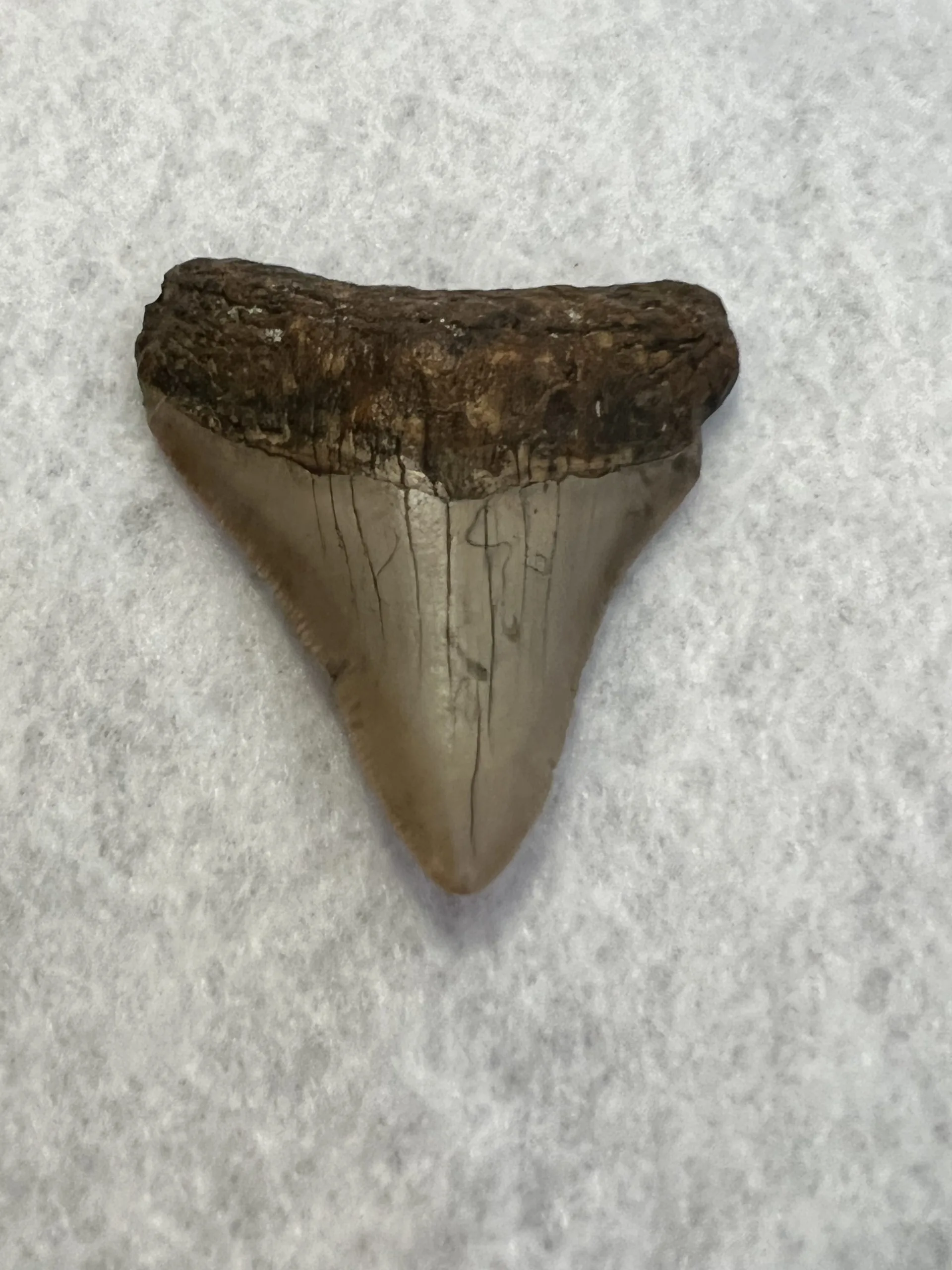 Megalodon Tooth South Carolina 2.75 inch Prehistoric Online