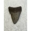 Megalodon Tooth South Carolina 3.18inch Prehistoric Online