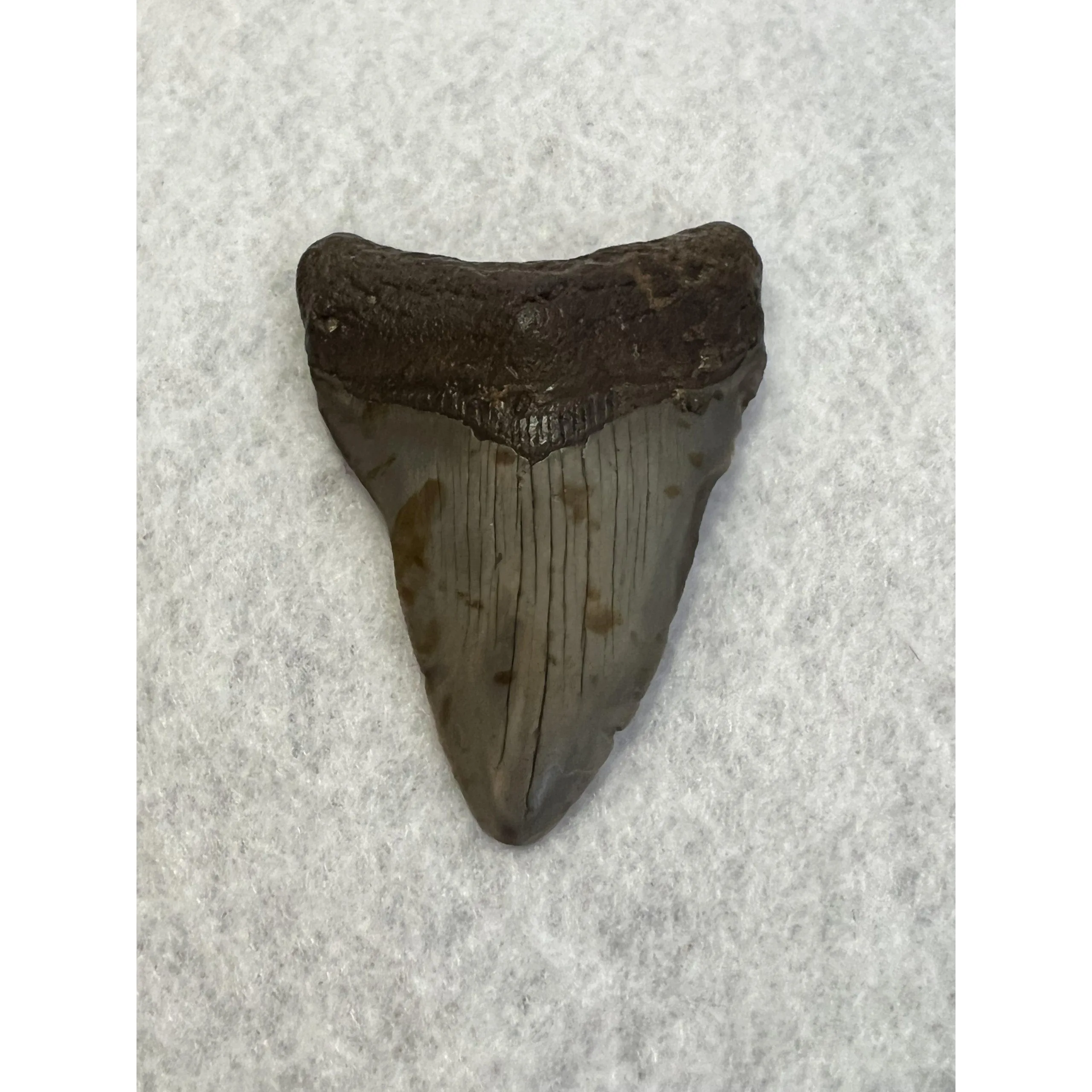 Megalodon Tooth South Carolina 3.18 inches Prehistoric Online