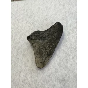 Megalodon Tooth South Carolina 3.00inch Prehistoric Online