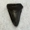 Megalodon Tooth South Carolina 3.17 inch Prehistoric Online