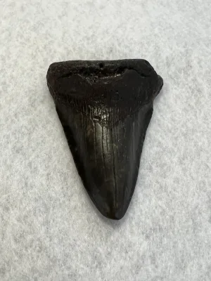 Megalodon Tooth South Carolina 3.17inch Prehistoric Online