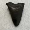 Megalodon Tooth South Carolina 3.17 inch Prehistoric Online
