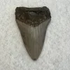 Megalodon Tooth South Carolina 3.59 inch Prehistoric Online