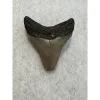 Megalodon Tooth South Carolina 3.00 inch Prehistoric Online