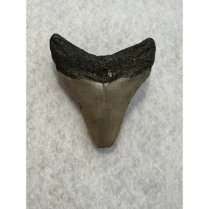 Megalodon Tooth South Carolina 3.00 inch Prehistoric Online