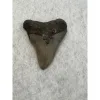 Megalodon Tooth South Carolina 2.56 inch Prehistoric Online