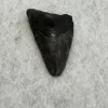 Megalodon Tooth South Carolina 2.26 inch Prehistoric Online