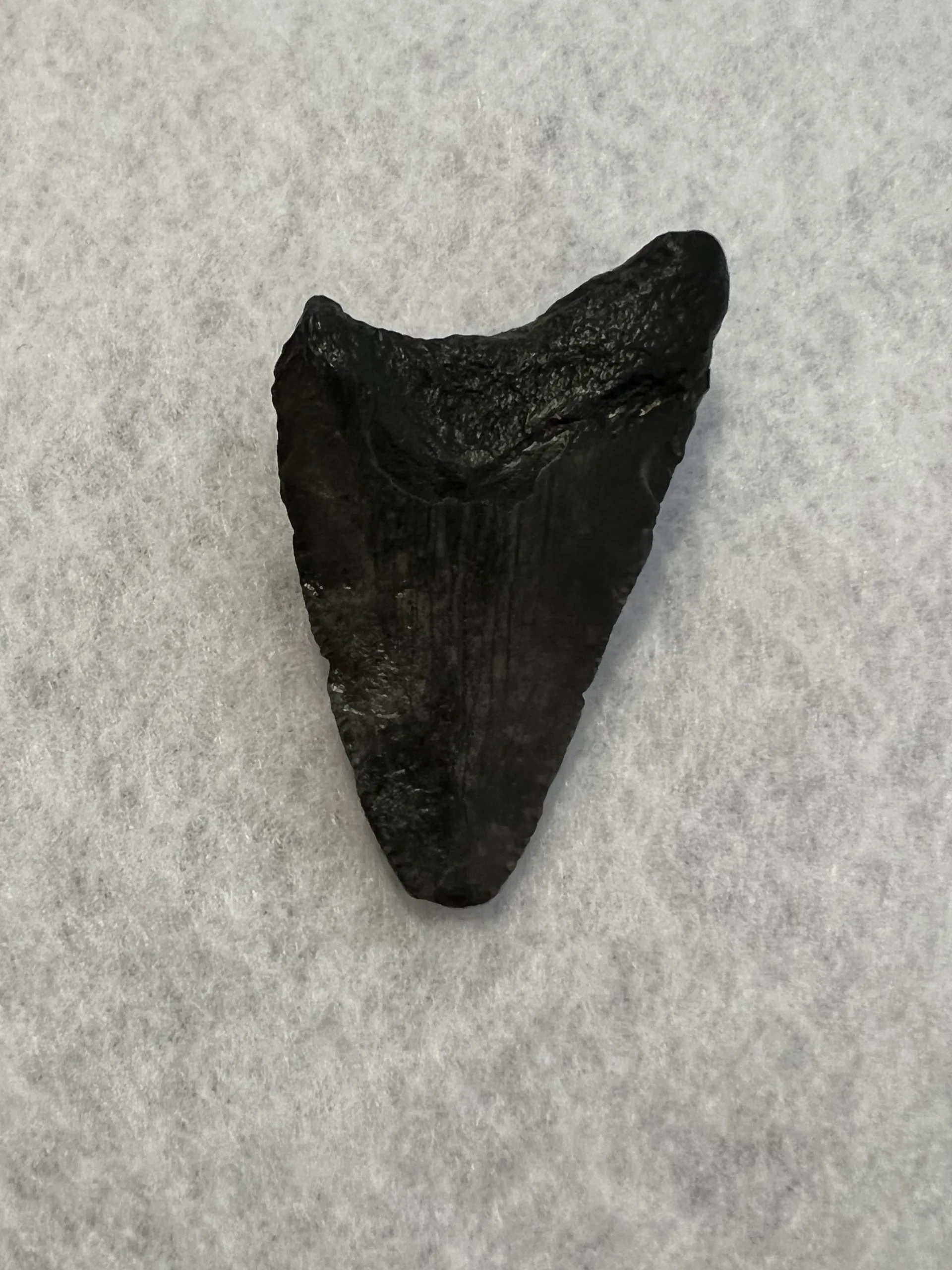 Megalodon Tooth, South Carolina, 2.26 inch Prehistoric Online