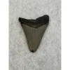 Megalodon Tooth South Carolina 2.60 inch Prehistoric Online