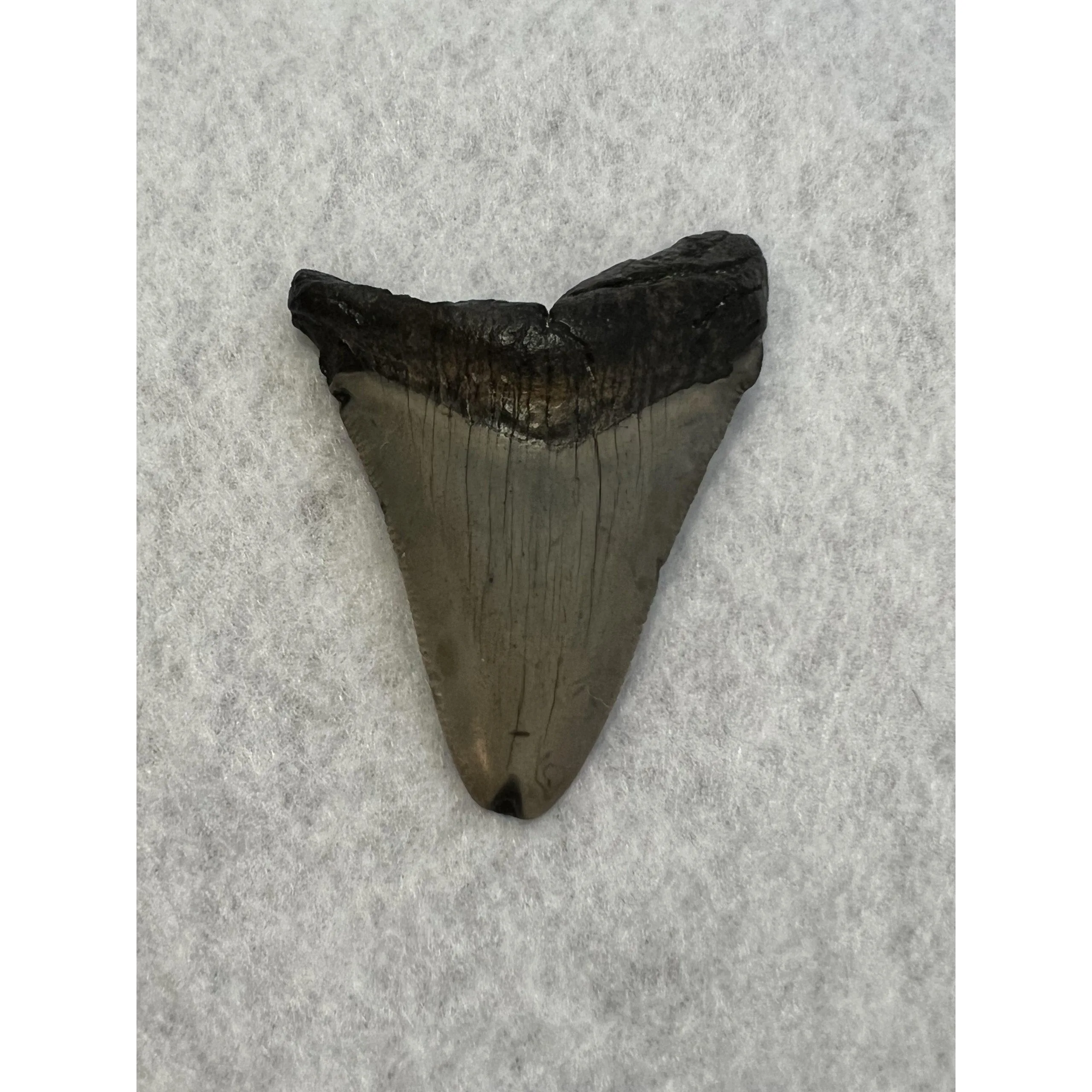 Megalodon Tooth South Carolina 2.60 inch Prehistoric Online