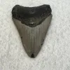 Megalodon Tooth South Carolina 4.00 inch Prehistoric Online