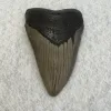 Megalodon Tooth South Carolina 3.91 inch Prehistoric Online