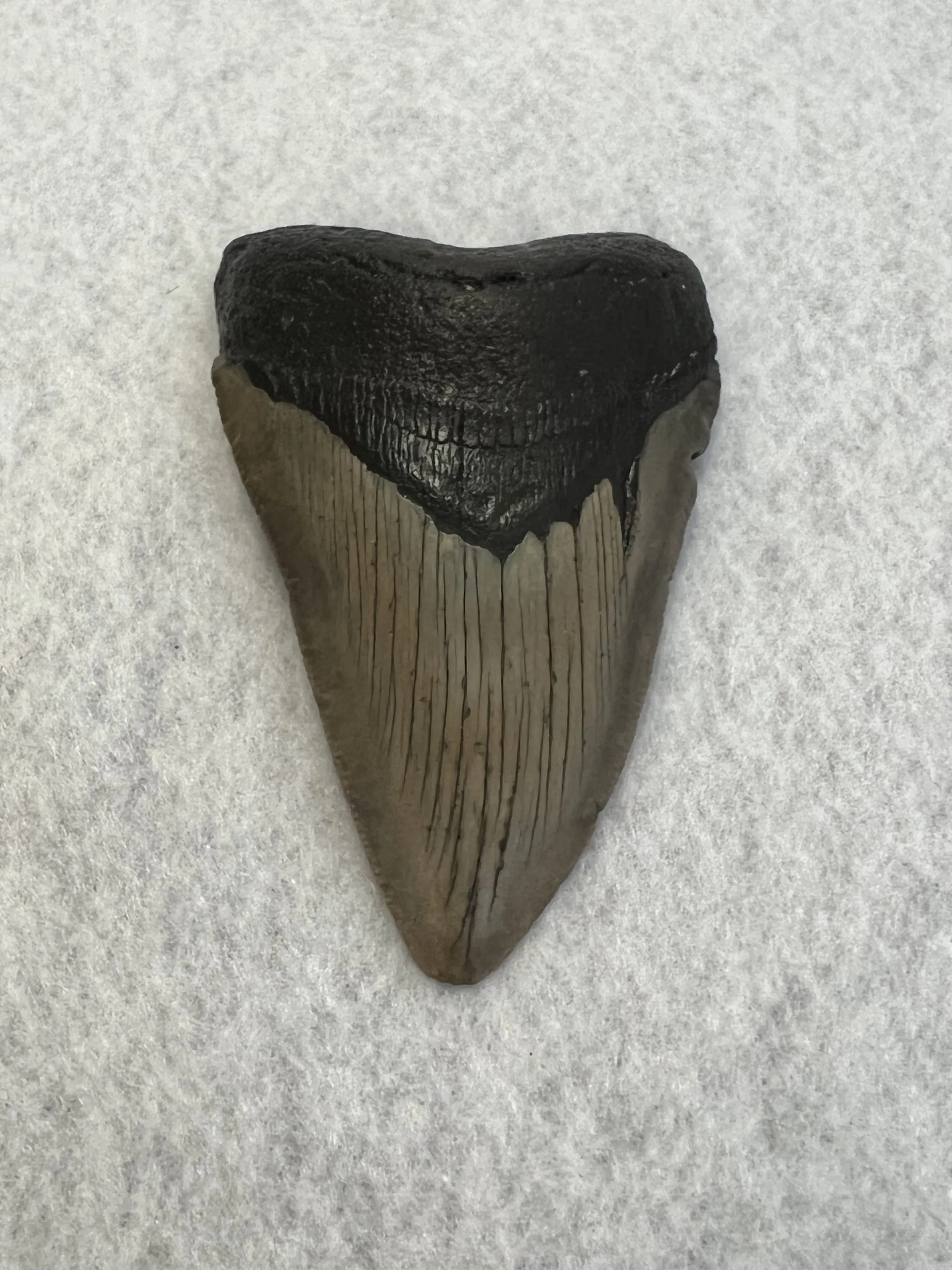 Megalodon Tooth South Carolina 3.91 inch Prehistoric Online