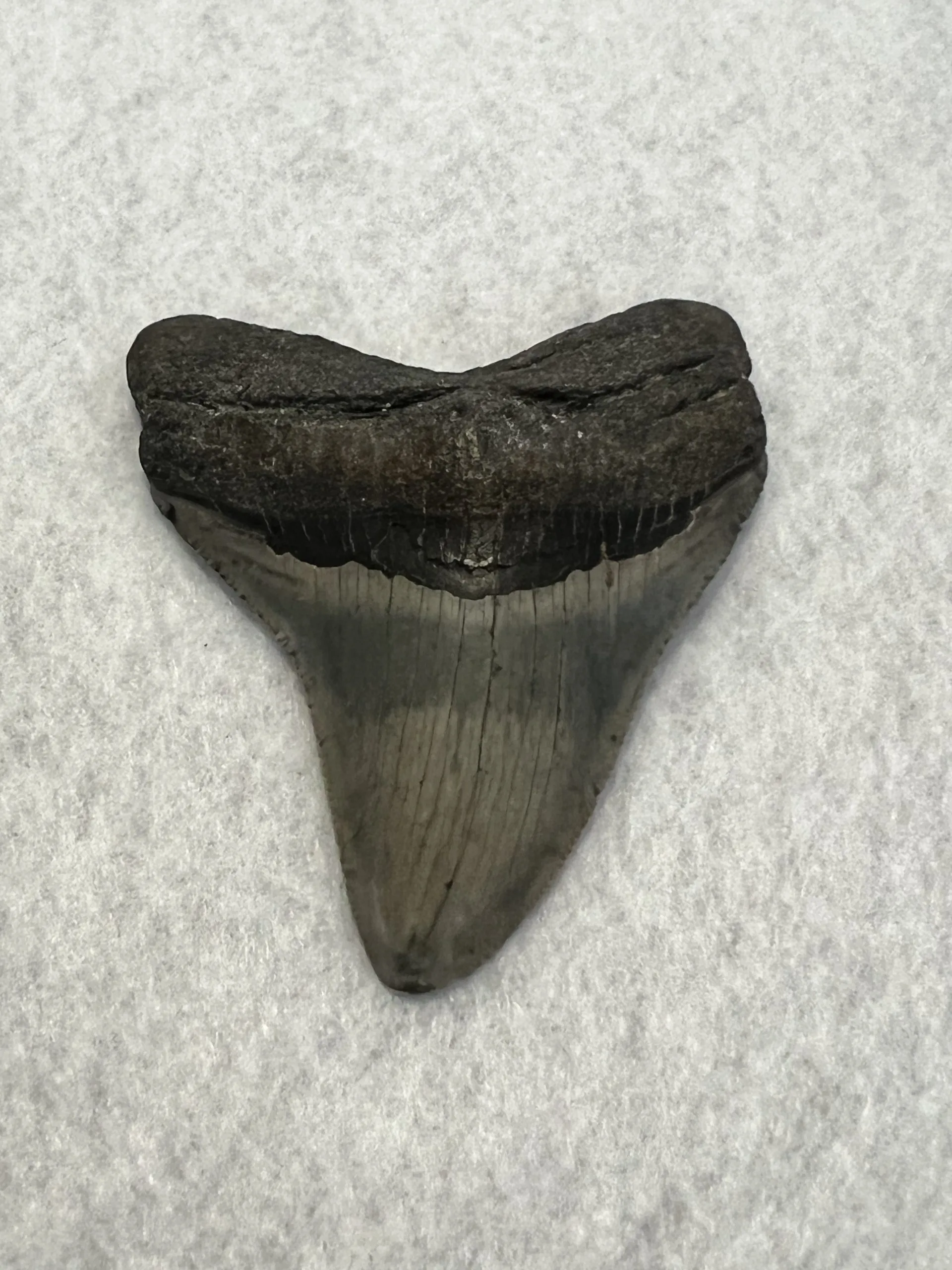 Megalodon Tooth South Carolina 3.55 inch Prehistoric Online