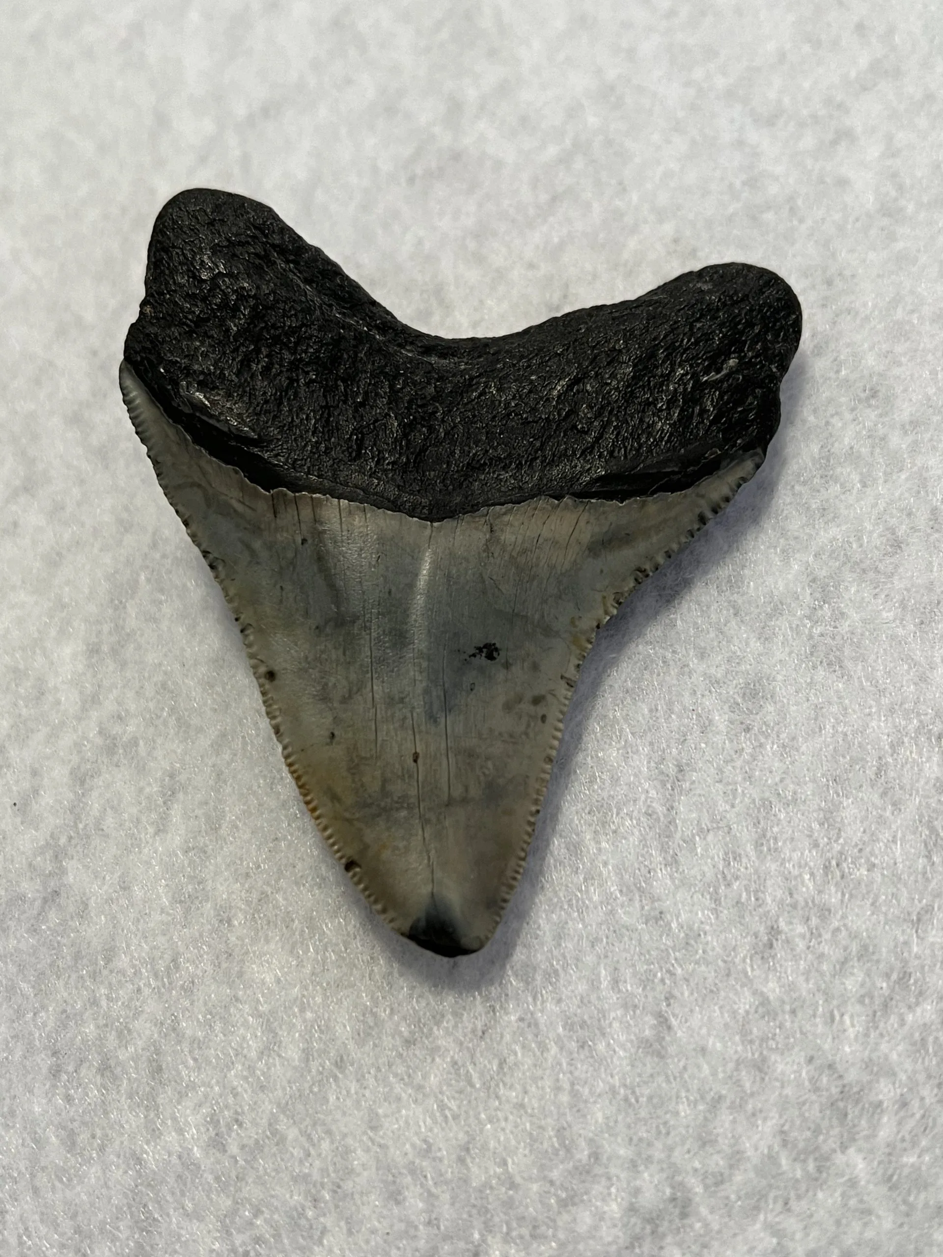 Megalodon Tooth South Carolina 3.55 inch Prehistoric Online