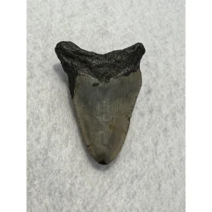 Megalodon Tooth South Carolina 3.15 inch Prehistoric Online