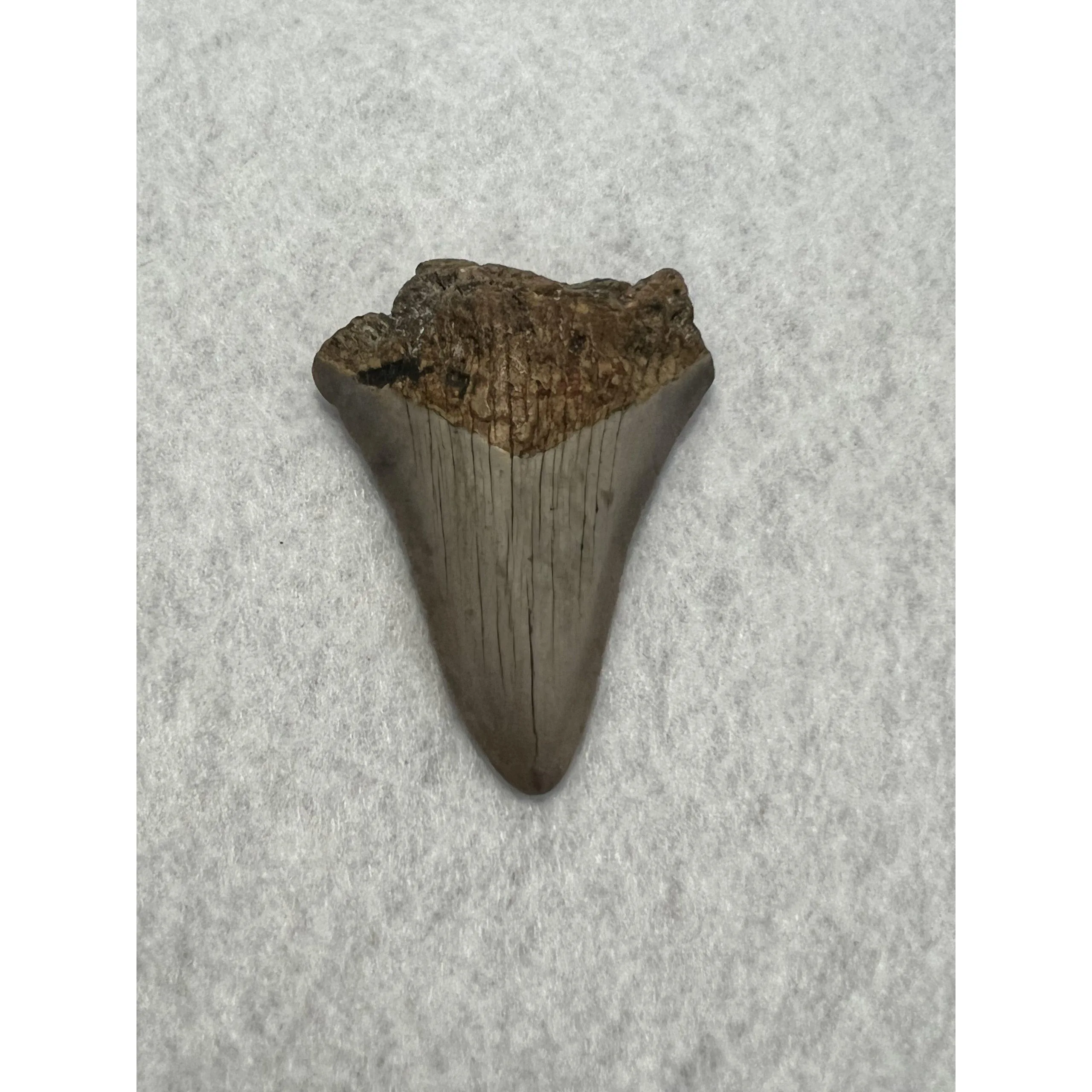 Megalodon Tooth South Carolina 2.77 inch Prehistoric Online