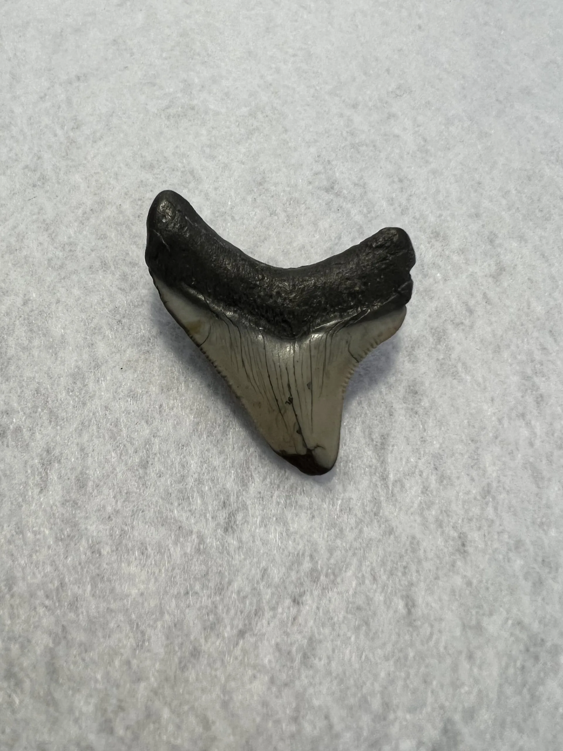 Megalodon Tooth South Carolina 2.23 inch Prehistoric Online