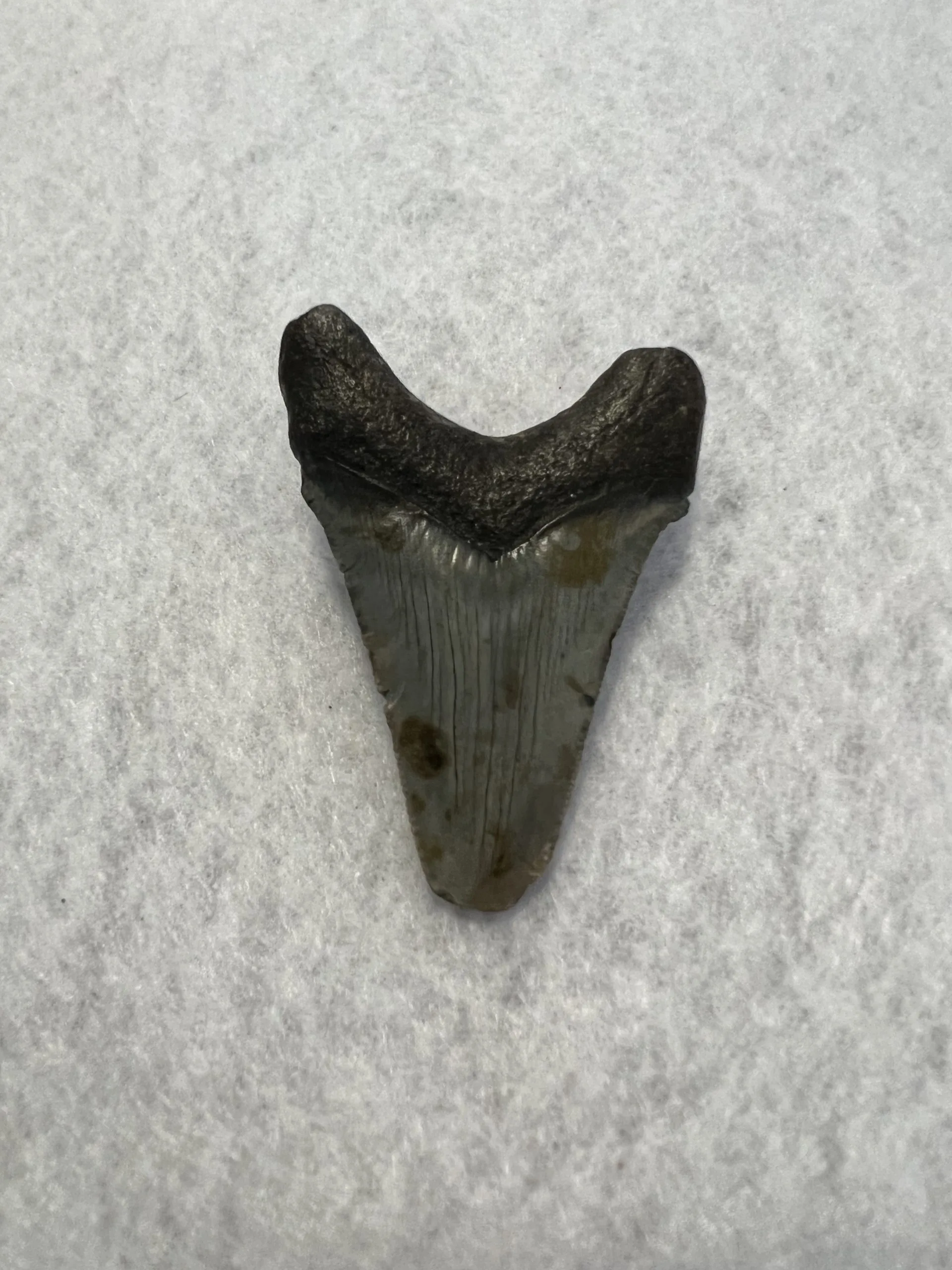 Megalodon Tooth South Carolina 2.50 inch Prehistoric Online