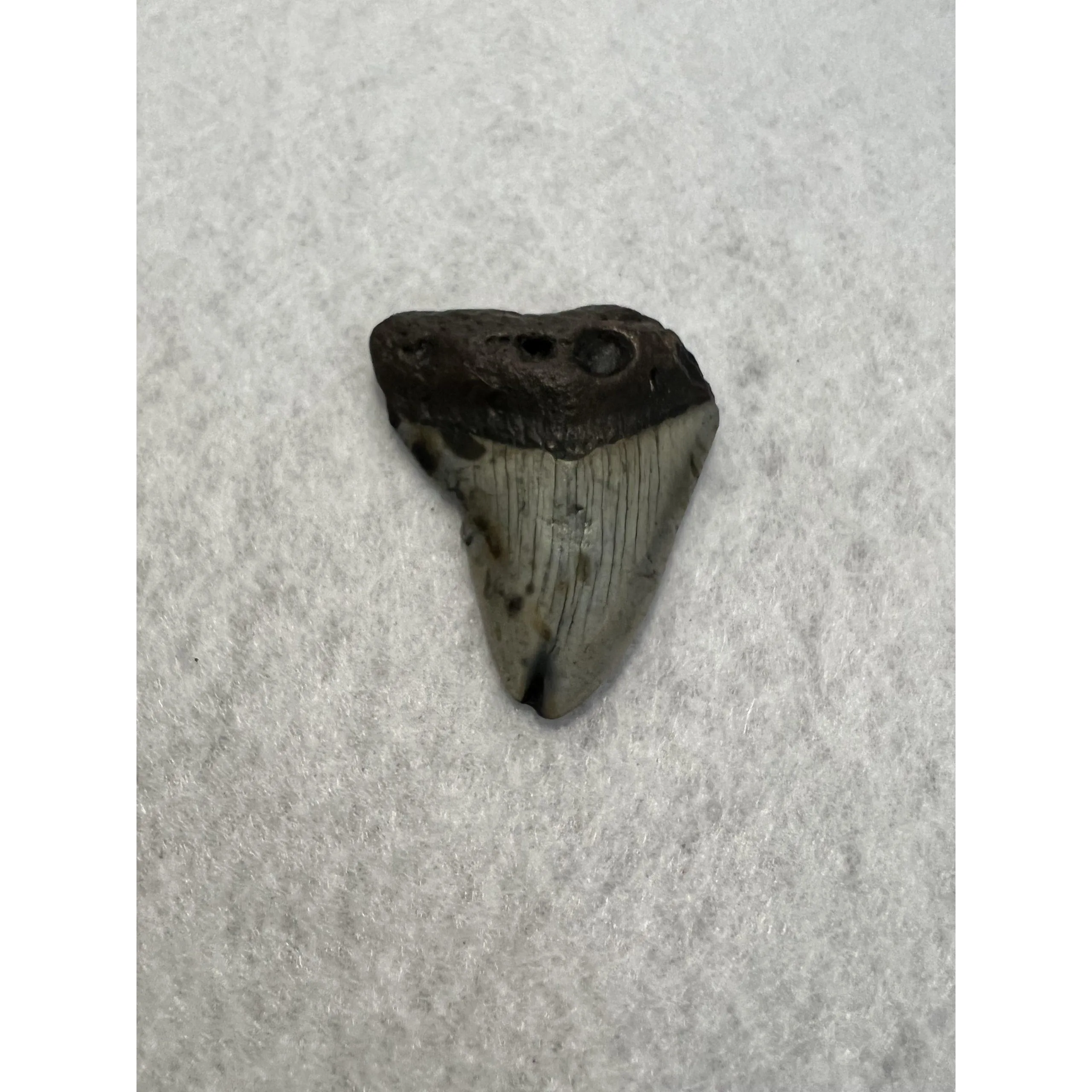 Megalodon Tooth South Carolina 2.52 inch Prehistoric Online
