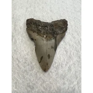 Megalodon Tooth South Carolina 4.38 inch Prehistoric Online