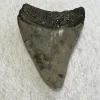 Megalodon Tooth South Carolina 3.58 inch Prehistoric Online