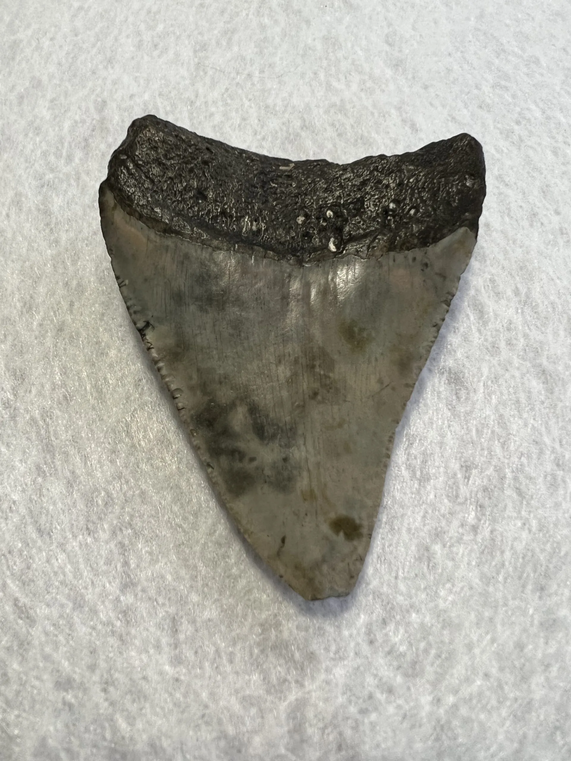 Megalodon Tooth South Carolina 3.58 inch Prehistoric Online