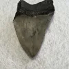 Megalodon Tooth South Carolina 3.63 inch Prehistoric Online