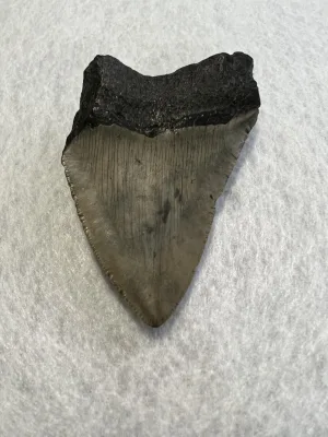 Megalodon Tooth South Carolina 3.63 inch Prehistoric Online