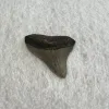 Megalodon Tooth South Carolina 1.90 inch Prehistoric Online