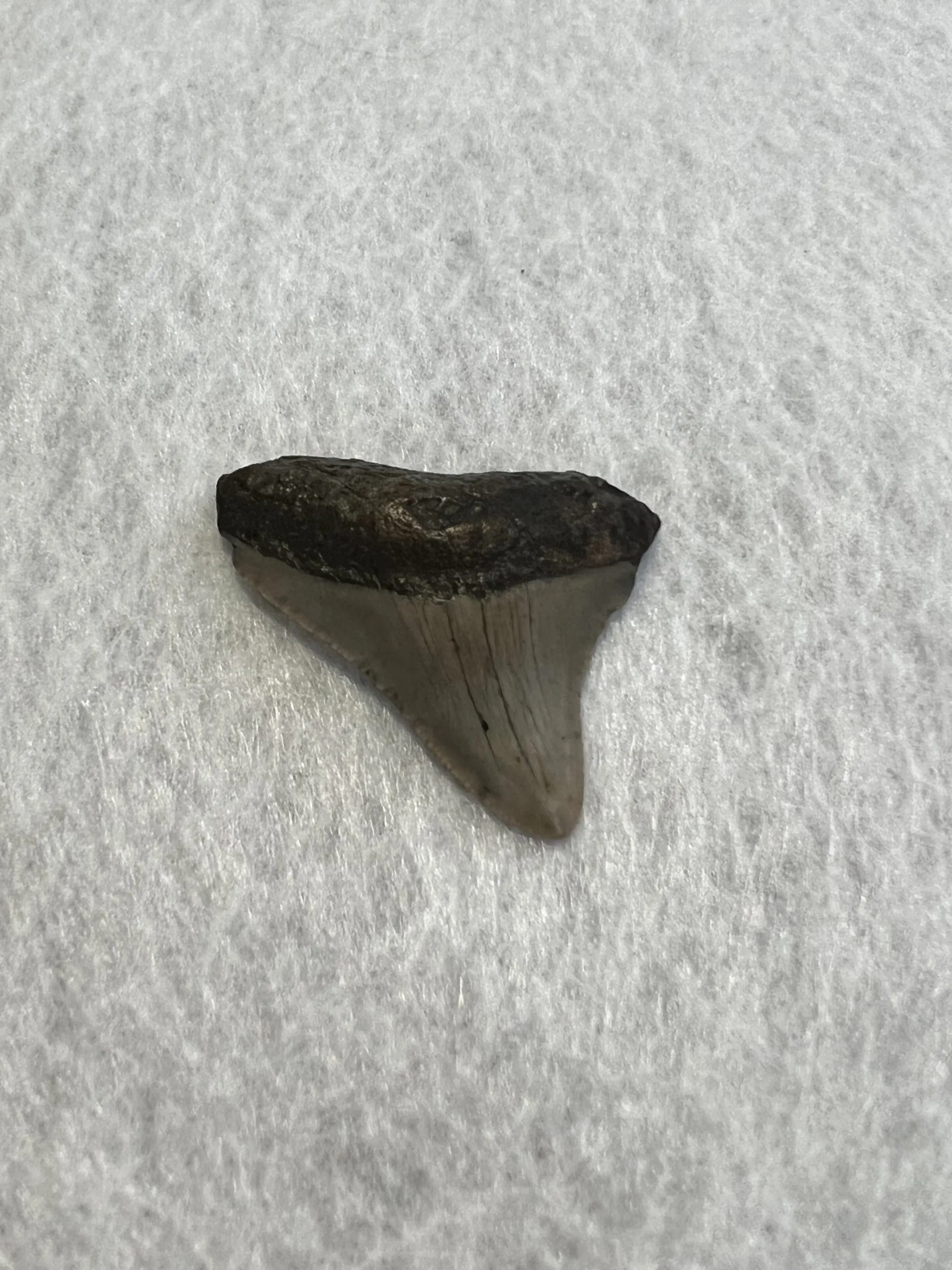 Megalodon Tooth South Carolina 1.90 inch Prehistoric Online