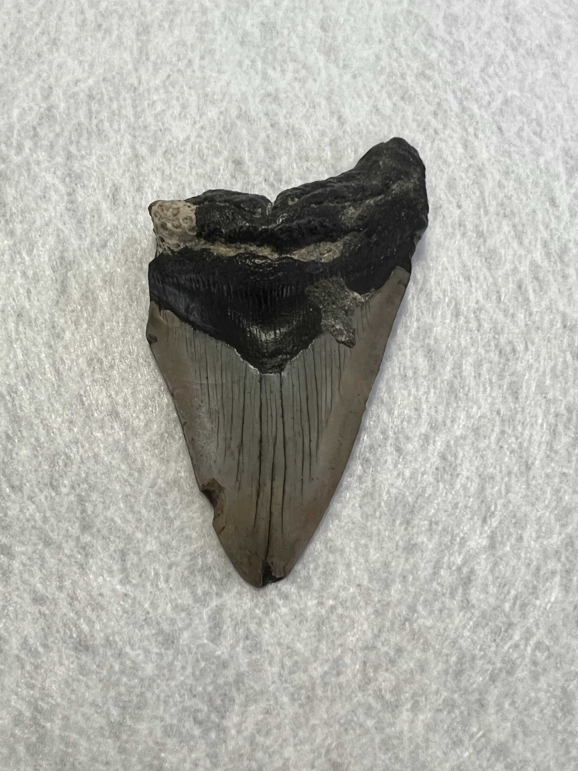 Megalodon Tooth,  South Carolina  4.50 inch Prehistoric Online