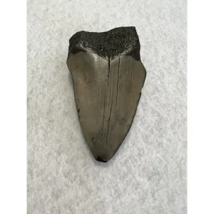 Megalodon Partial Tooth  South Carolina 3.78 inch Prehistoric Online