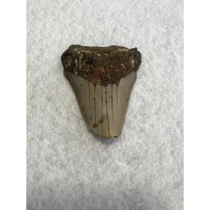 Megalodon Partial Tooth  South Carolina 2.78 inch Prehistoric Online